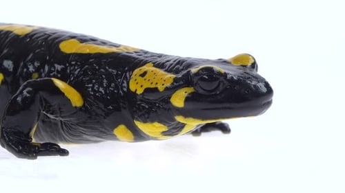 Detailed Close Up of a Fire Salamander