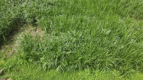 Top aerial view of tall grass field in Indonesia.