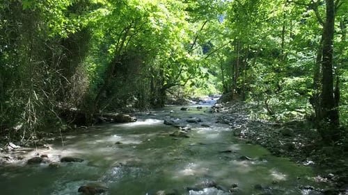 Trees and stream.