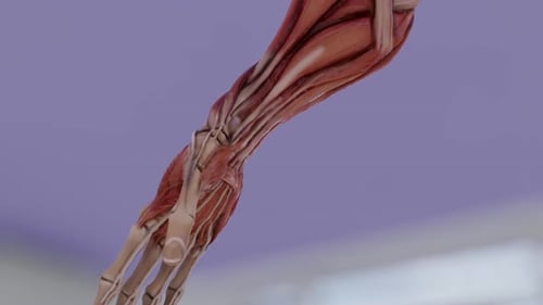 Anatomie de la structure musculaire du bras masculin