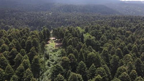 Colina del bosque
