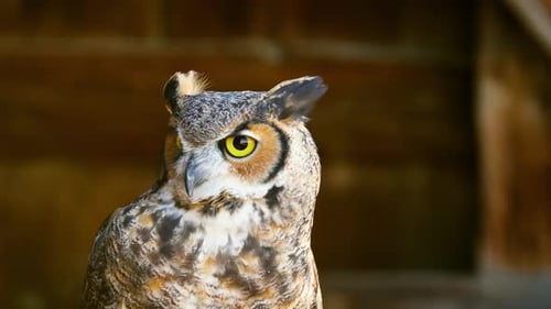 Close Up of Alert Owl Perched in Woods