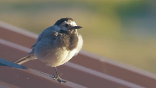 Small bird perching on metal building roof.
