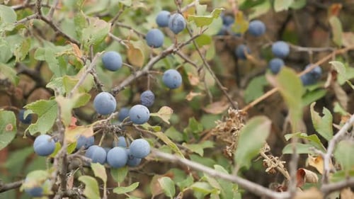 Slow motion des baies de Prunus spinosa 1080p, vidéo FullHD - Arbuste de prunelle noire, fond naturel