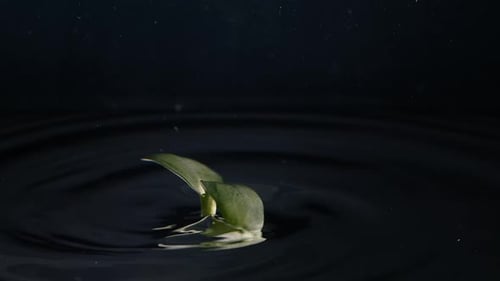 Green Plant Floating on Dark Rippling Water