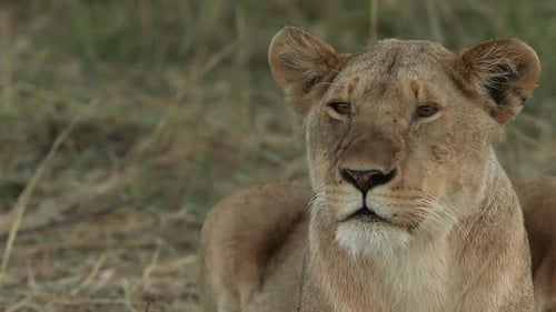 Resting Lioness in Grassy Habitat