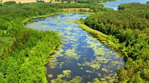 Grünalgen am Fluss und Sümpfen im Sommer