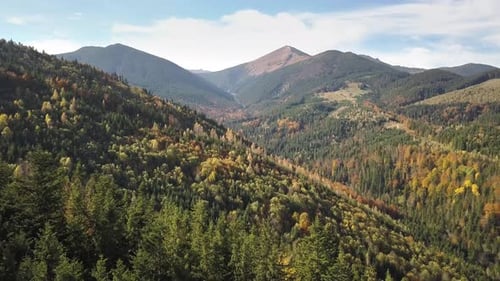 Aerial View of Autumn Mountain Landscape with Evergreen Pine Trees and Yellow Fall Forest with