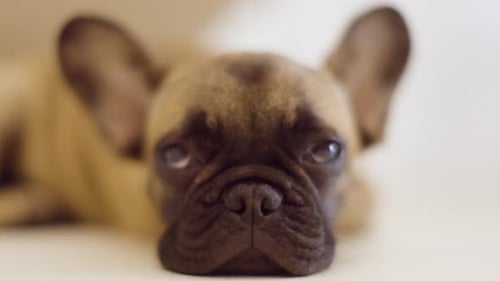 Adorable French Bulldog Resting Indoors Close Up