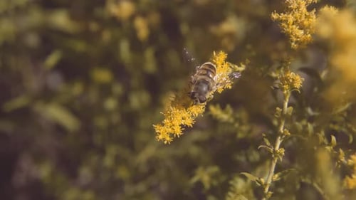 Bee Taking Off After Pollinating Flower