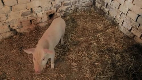 Little Piglittle Pigs