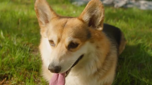 Retrato de lindo perro Corgi al aire libre