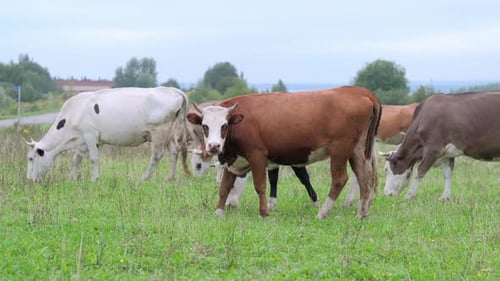 Cows Grazing Peacefully in a Rural Field