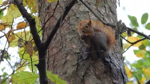 Squirrel sits on a pine tree branch in the autumn forest.