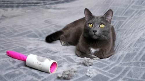 Gray Cat Lying on Blanket with Lint Roller