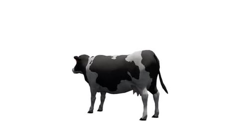 3D Animated Holstein Cow Walking and Standing Loop