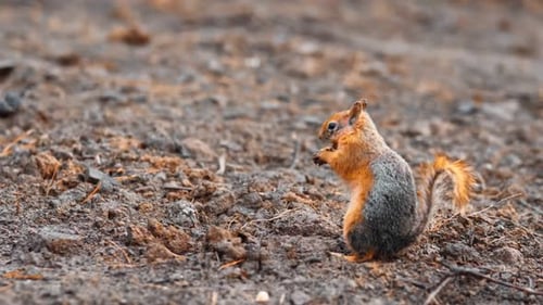 Squirrel Feasting on Ground