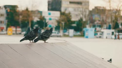 Wild Pigeon