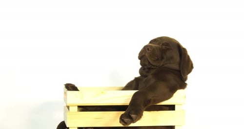 Brauner Labrador-Retriever, Welpe steht in einer Box auf weißem Hintergrund, Normandie, Zeitlupe 4K