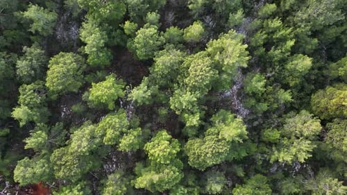 Forest texture aerial view 4 K Turkey Alanya
