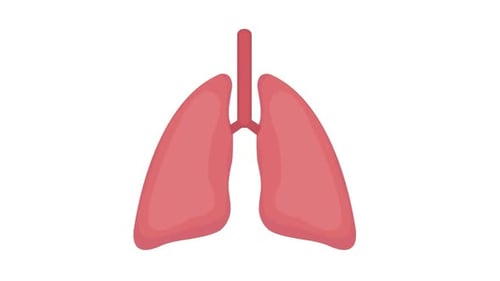 Animated Flat Design Lungs Breathing Cycle Medical Illustration