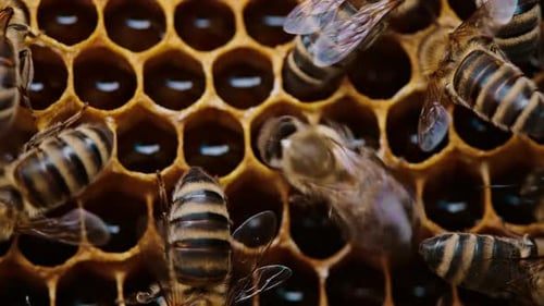 Bees Swarming on Honeycomb, Extreme Macro Footage. Insects Working in Wooden Beehive, Collecting