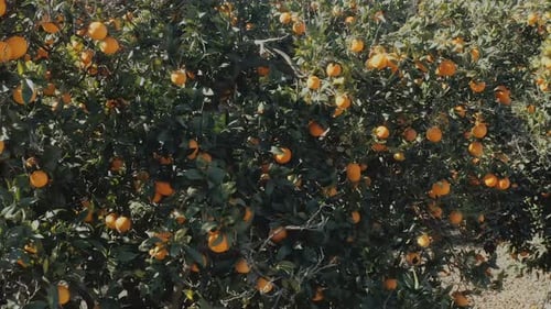 Orange Garden with Bright Juicy Citrus Fruits