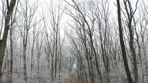 Waldweg im Winter