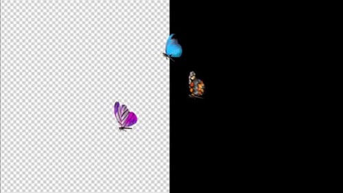 Animated Colorful Butterflies Flying Alpha Channel Overlay