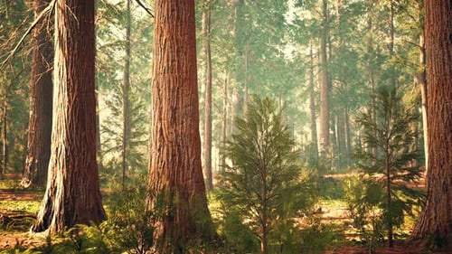 Giant Sequoias in the Giant Forest Grove in the Sequoia National Park