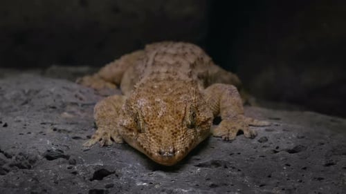 Portrait of a Large Gecko Surrounded By a Real Environment