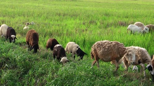 Herd of sheep coming back from rice field.