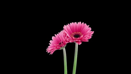 Pink Flowers Blossoming Time-Lapse on Black Background