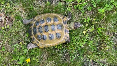 Vertikale Aufnahme einer gelb gefärbten Schildkröte, die sich langsam auf grünem Gras durch die Szene bewegt