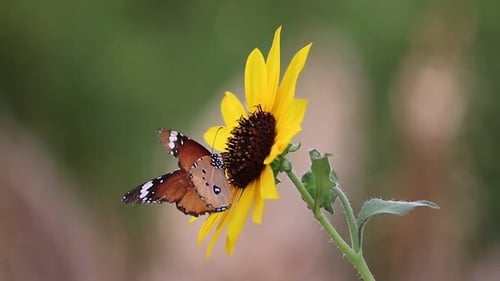 close up of butterfly on sunflower macro details