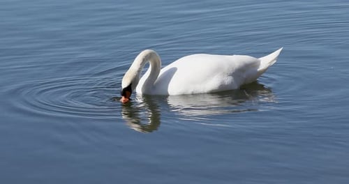 Wild mute swan in spring on pond