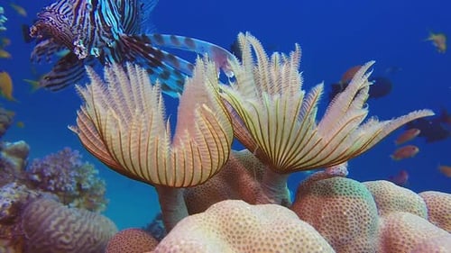 Underwater Amazing Soft Coral Tube Worm