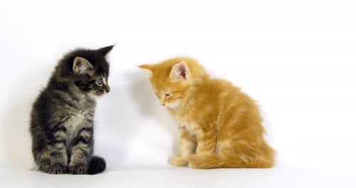 Brown Blotched Tabby und Cream Blotched Tabby Maine Coon Hauskatze, Kätzchen