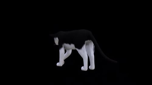 Schwarze und weiße Katze mit seitlicher Rückansicht