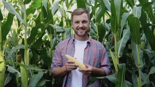 A Young Happy Farmer Examines a Head of Corn in His Field