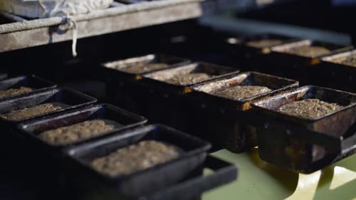 Raw Dough Transported on Metal Conveyor Belt