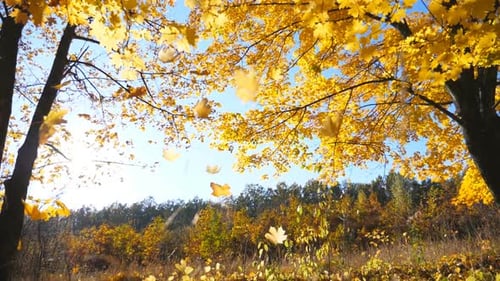 Golden Maple Leaves Falls on Ground in Empty Forest