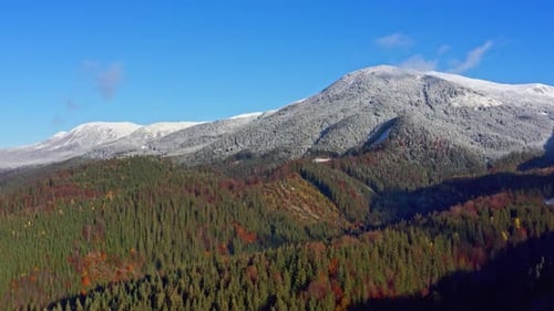 Top View of Snowcovered Pine Trees in the Carpathian Mountains in Ukraine