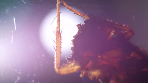 Beine eines Insekts