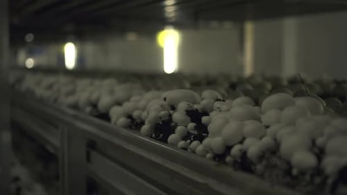 Bewegungsaufnahme von Pilzchampignons, die in Reihen wachsen, und Menschen, die in Agro Company Spbd arbeiten