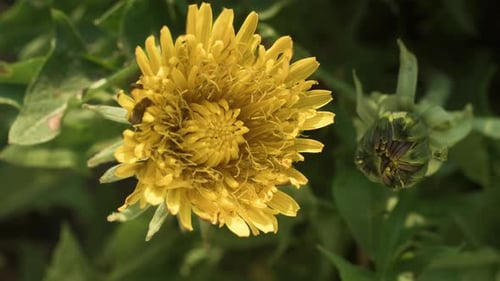 Löwenzahnblütenblüte