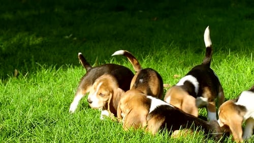 Beagle Puppies Playing on the Grass