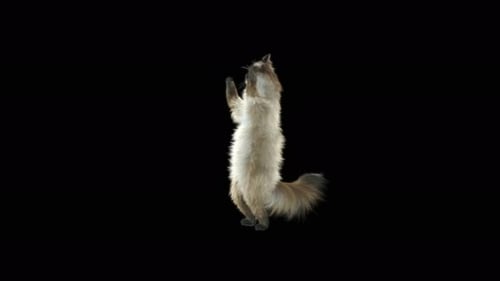 Cute Cat Standing on Hind Legs and Reaching