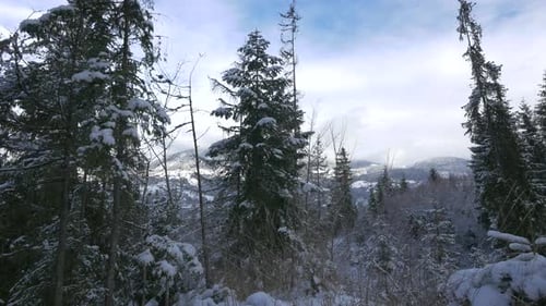 Snowy Mountain Forest Landscape on a Winter Day