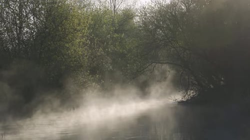 Misty Stream in a Rain Forest. Green Version. Early Morning Sunlight Illuminates Steam Rising From